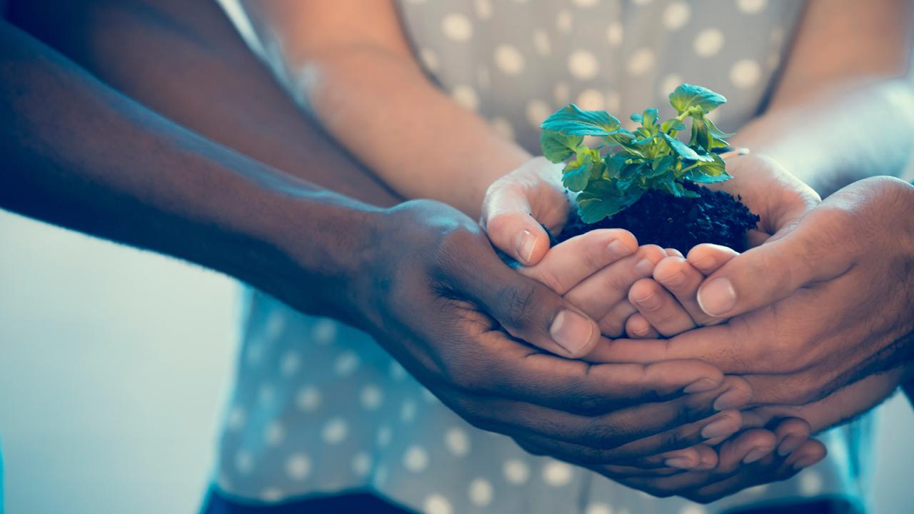 Hands holding plant